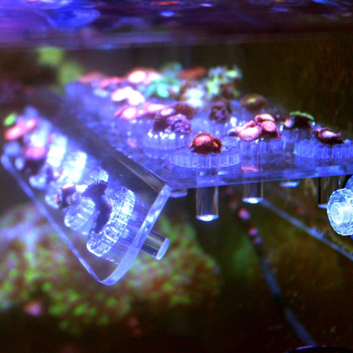 20 Kg Ozean Rock Marine Riff Malawi Hartwasser Fisch Aquarium Korallen