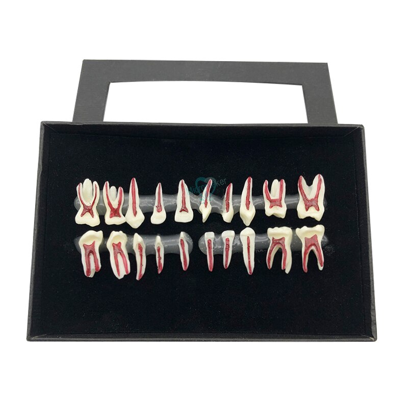 1Box Dental Oral Anatomical display model Teaching Model Dental Oral Deciduous Teeth Model Child&#39;s deciduous tooth