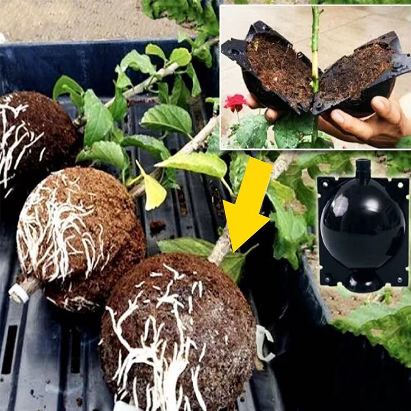 HEMAN – boule d'enracinement pour plante, boîte de croissance pour jardin, 5/8cm de diamètre