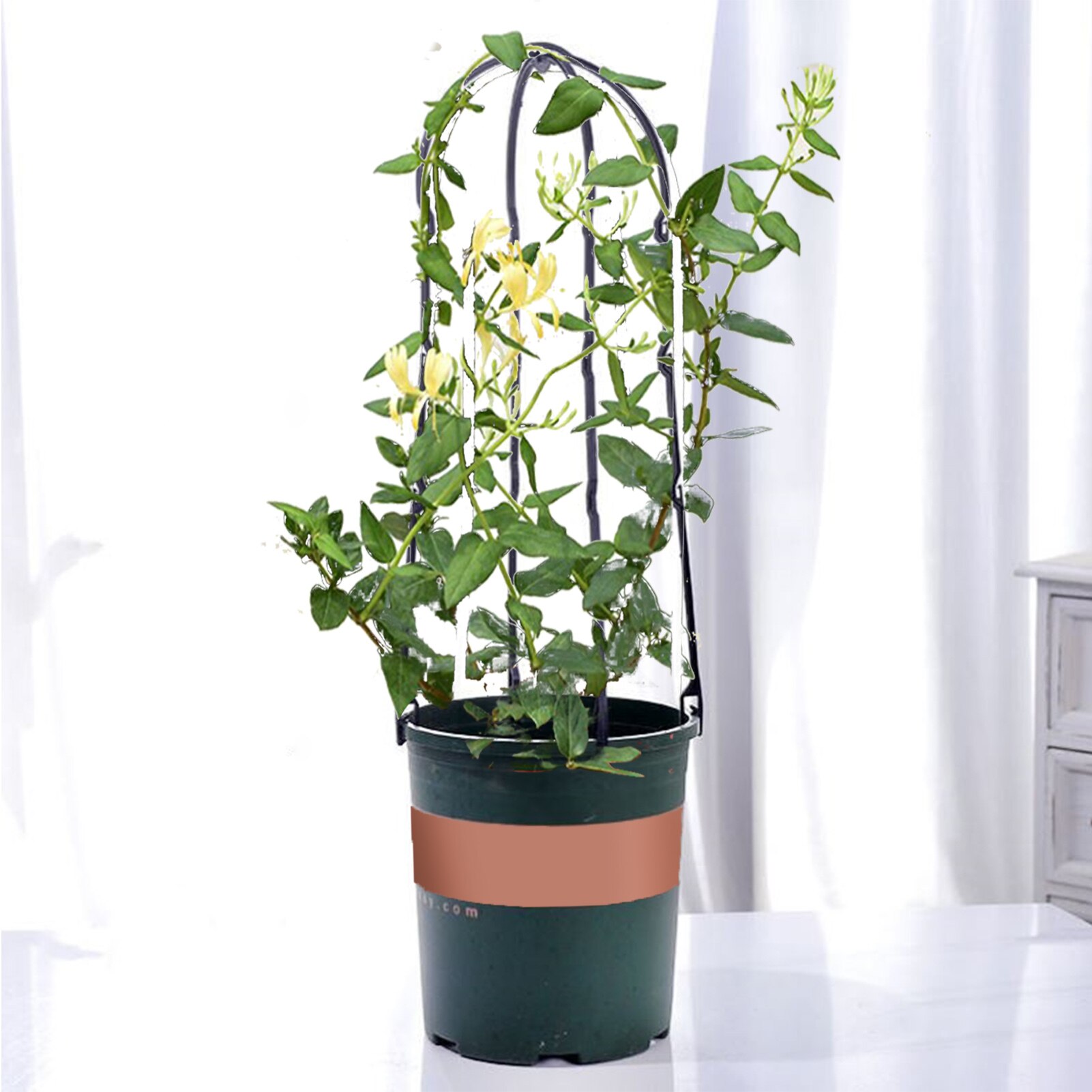 10PCS Climbing Vine Rack Plant Potted Support Frame Flower Vegetables DecorativeTrellis Garden Plant Pot Obelisks Bracket