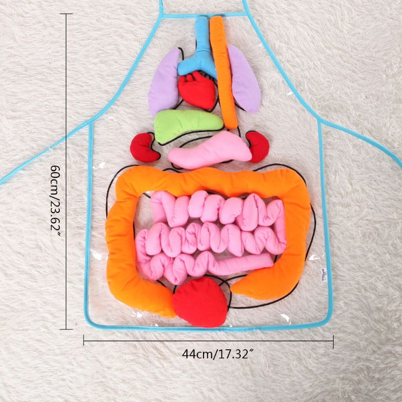 Anatomie Organen Schort Menselijk Lichaam Organen Bewust Vroege Educatief Speelgoed Leermiddelen Gxmb