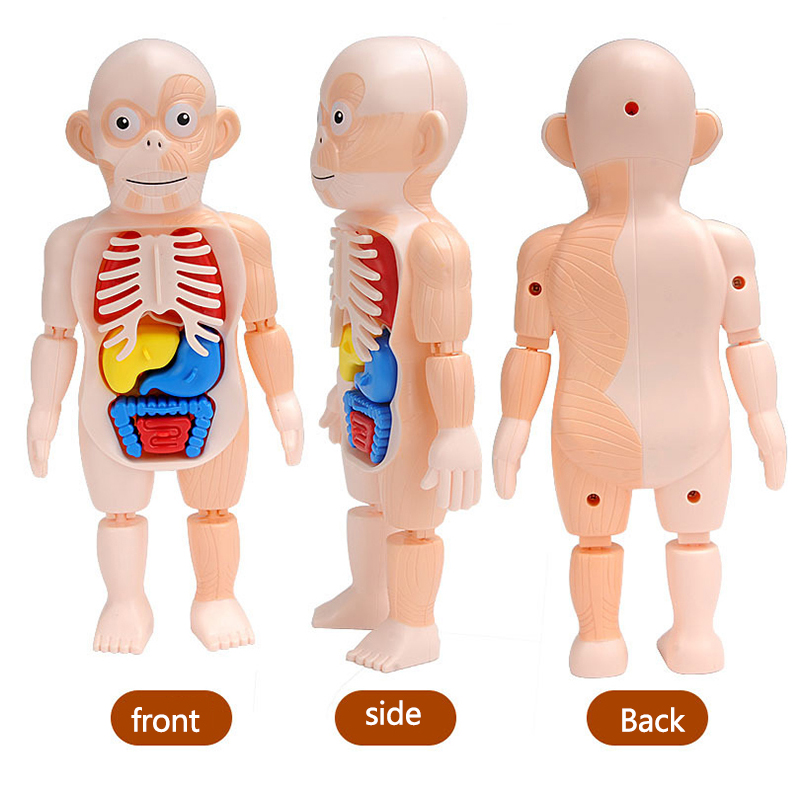Menschlichen Torso Körper Modell 3D Puzzle Menschlichen Anatomie Modell Abnehmbare Orgel Puzzle Intellektuelle Spiel Spielzeug Art Pädagogisches Zubehör