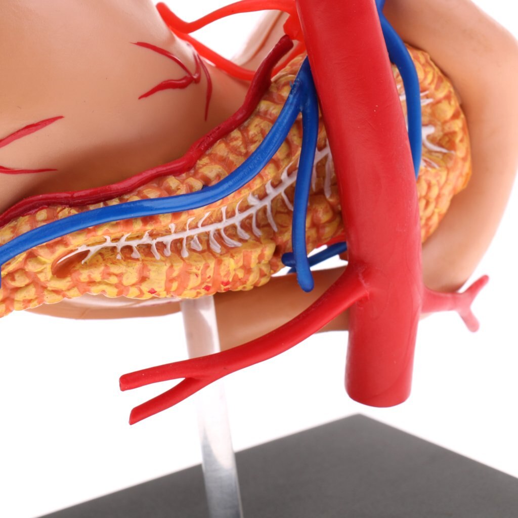 2: 3 Human Stomach Model Digestive System Structure Anatomical Model for School Teaching Tool Learning Display Lab Supplies