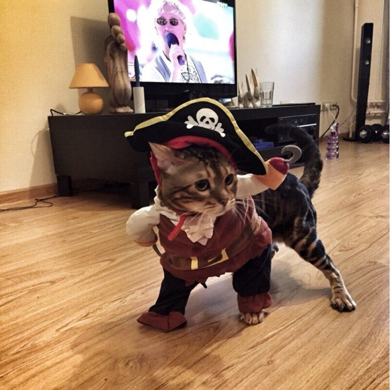 Grappige Kat Kleding Voor Kat Kostuum Kleding Dressing Up Kat Kostuum Pak