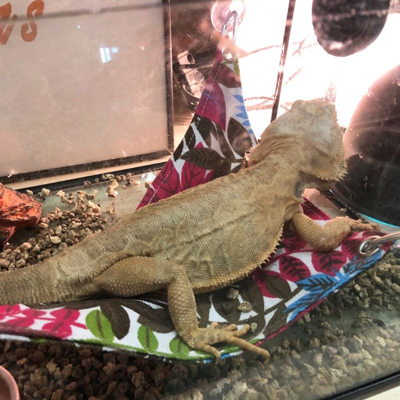 1Set Pet Canvas Triangle Hammock Sleeping Bed Play Toys Reptile Snake Lizard Climb Hanging House Cage