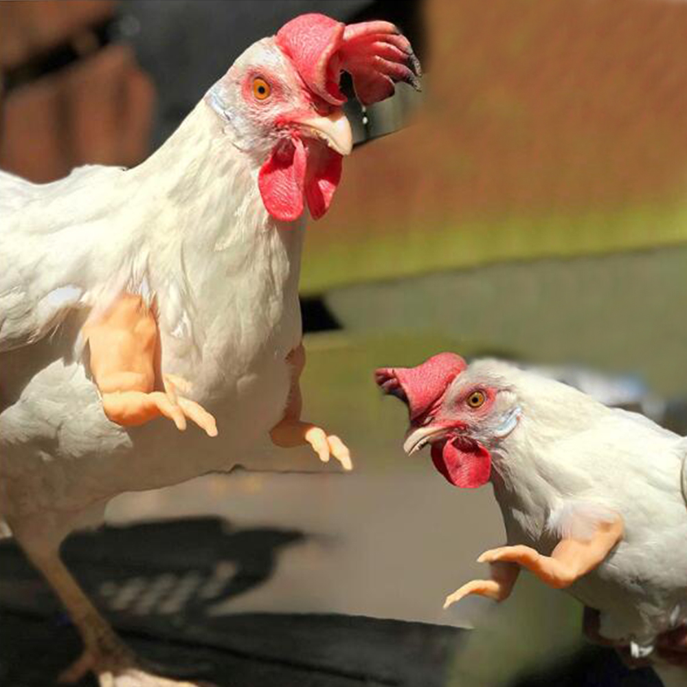 Arms For Chicken 3D Printed, Fist Arms Meme, Thumbs-Up Chicken Decoration