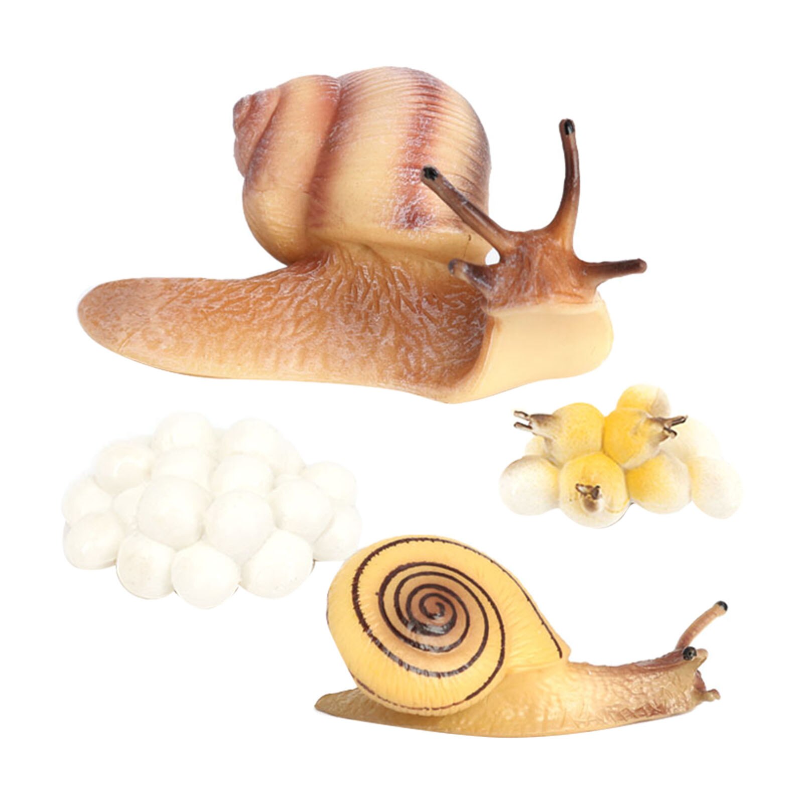 Growth Cycle Life Cycle of Snail Insects Figure Model Portico