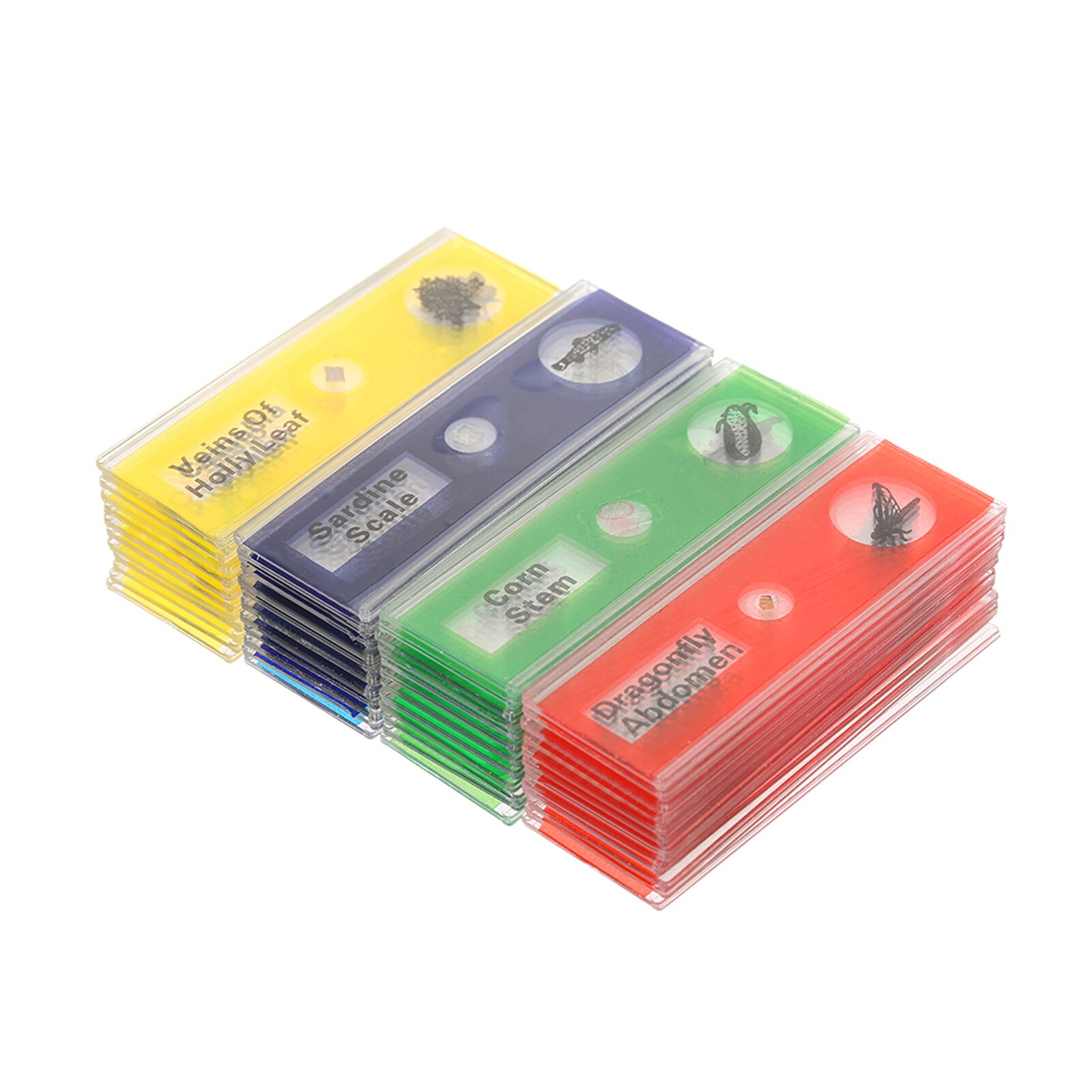 35/48 Piece of Microscope Specimen Slide Biological Prepared Digital Microscope Specimen Slide Primary and Secondary