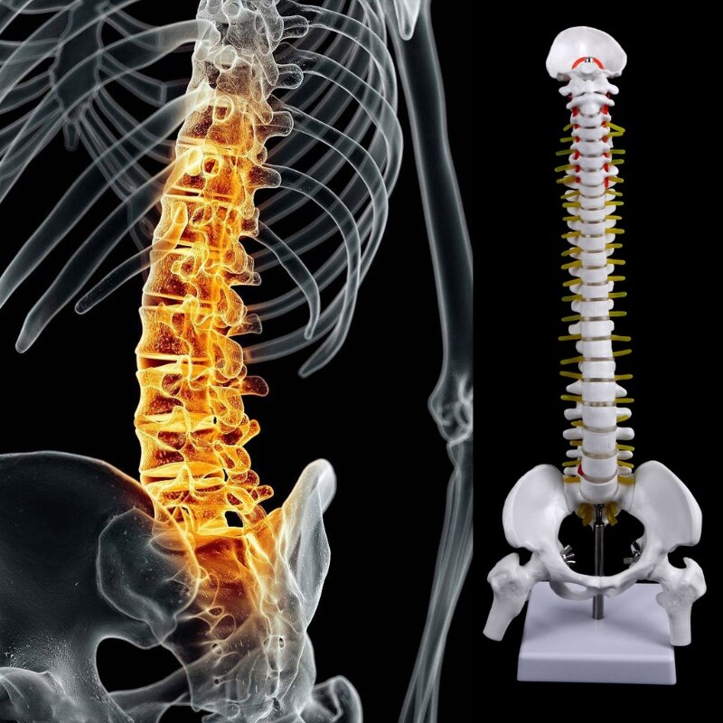 Best 45Cm Flexible 1:1 Adult Lumbar Bend Spine Model Humans Skeleton Model with Spinal Disc Pelvis Model Used for Massage ,Yoga