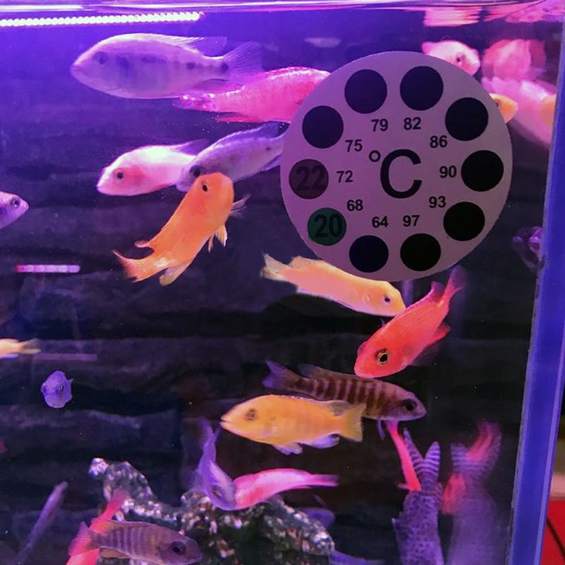 Pegatina para termómetro de Acuario, báscula Digital de temperatura de 18 a 36, pegatina adhesiva, 77Ud.