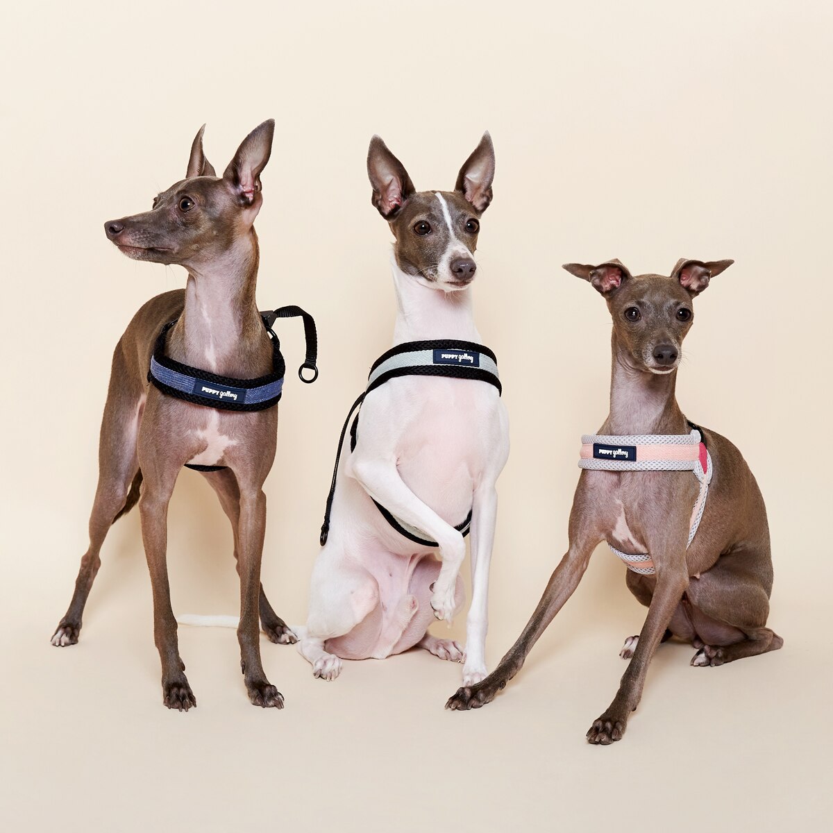 Lightweight Small-large Dog Harness Dog Leads Greyhound Doberman Golden Retriever Dog Leash Vest-style Harness Dog Accessories