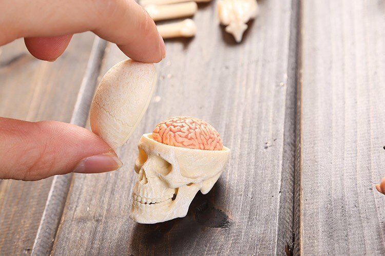 37 del samlet gennemsigtig menneskelig torso model human anatomi model 4d buste mandlig kropshoved muskuloskeletal anatomi videnskabsmodel