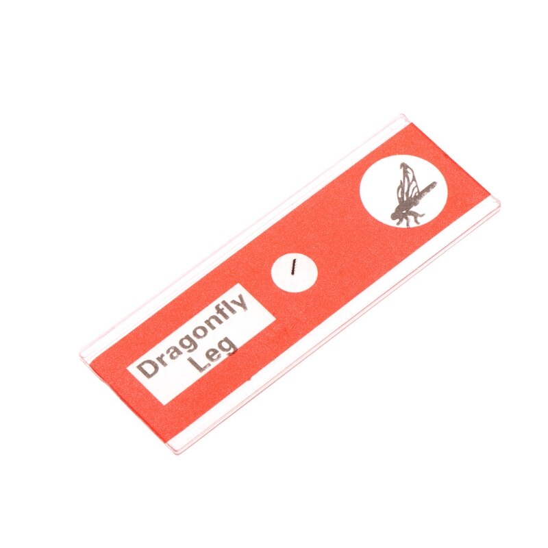 12 Pcs Prepared Microscope Slides Set Specimen For Student Basic Biology Education