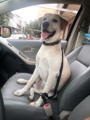 Cinturón de seguridad para coche o mascota, cinturón de seguridad para perro, arnés para cachorros con Clip de plomo, suministros para collares de perros y mascotas, dispositivos de tracción automática con palanca de seguridad