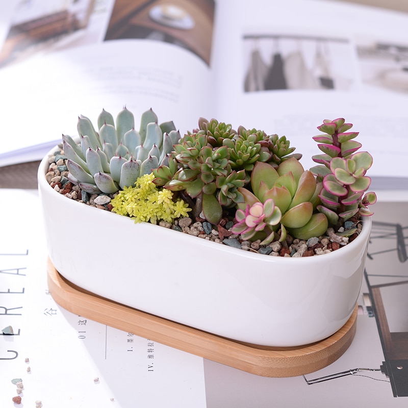 1 Set Minimalist White Ceramic Succulent Plant Pot Porcelain Planter Home Office Decoration Christmas (1 Pot + 1 Tray)