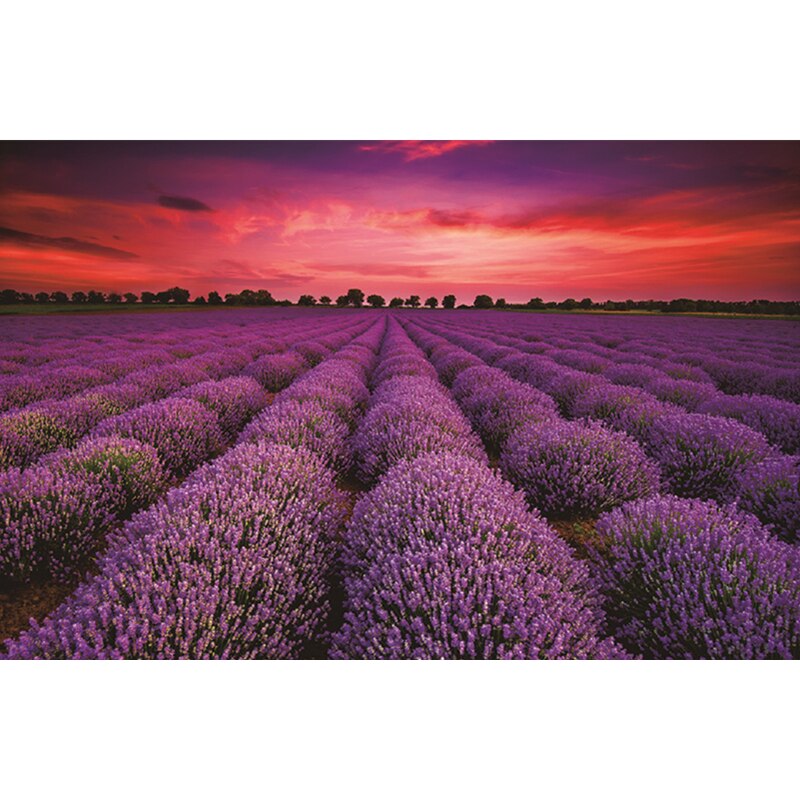 Pussel 1000 bitar papper utbildning leksaker-unika frankrike provence lavendelfält sommar solnedgång landskap: Default Title