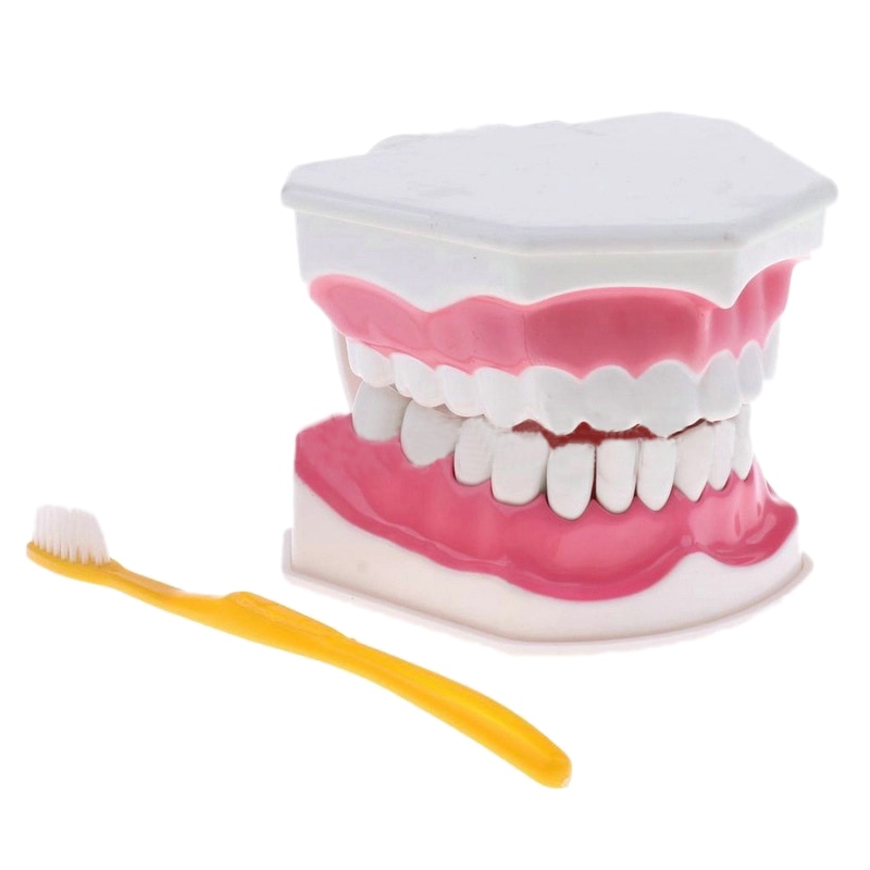 Teeth Model and Toothbrush with High-Grade Teeth Teaching Model Model: Default Title