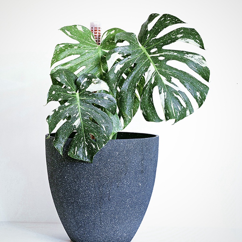 Bastone per piante rampicanti bastoncini di muschio di sfago supporto per coltivazione di piante bastoncino di palma da cocco ricco di fertilizzanti a tenuta d'acqua