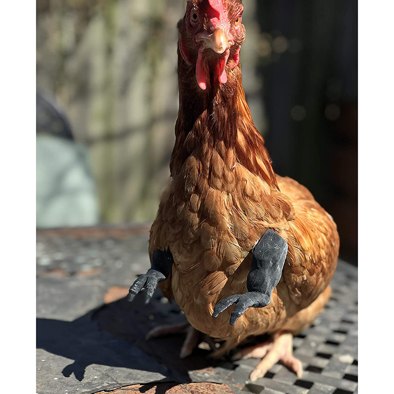Braccia per pollo decorazione per animali domestici giocattolo per polli da compagnia