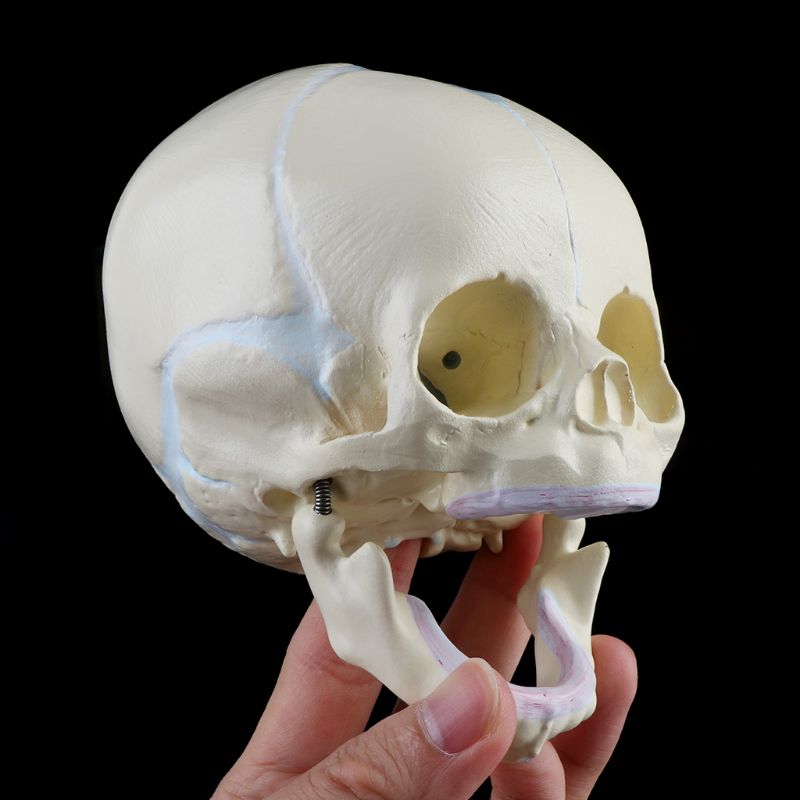 1: 1 Menselijk Foetale Baby Baby Schedel Anatomisch Skelet Model Onderwijs Levert Voor Medische Wetenschap 20CB