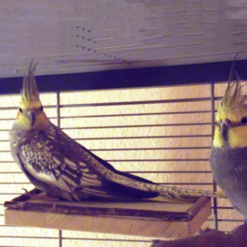 Hamster speelgoed wip rat schommel tuig papegaai houten ladder springplank