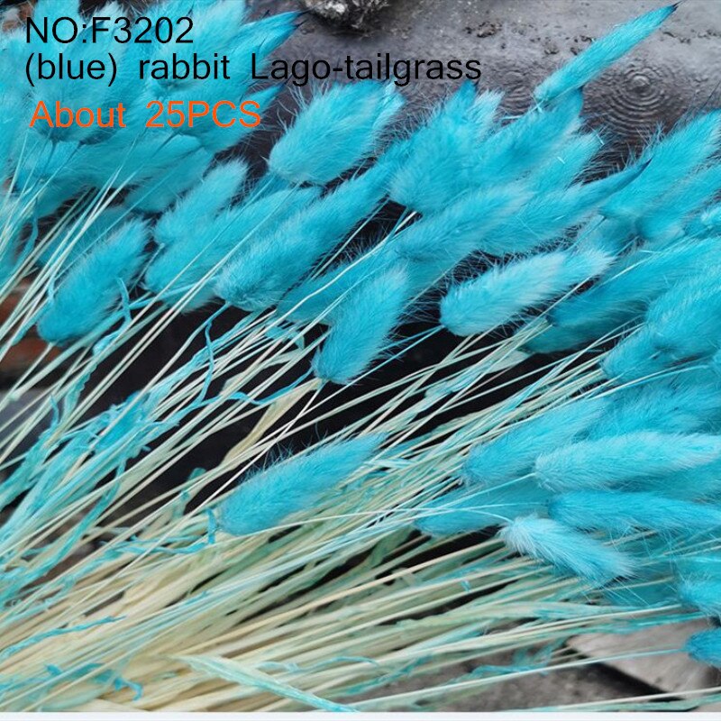 Suszone naturalne kwiaty Setaria trzciny kwiat wesele ozdobne statki księga gości dekoracje dla domu Diy bukiet pszenicy rekwizyty fotograficzne: F3202