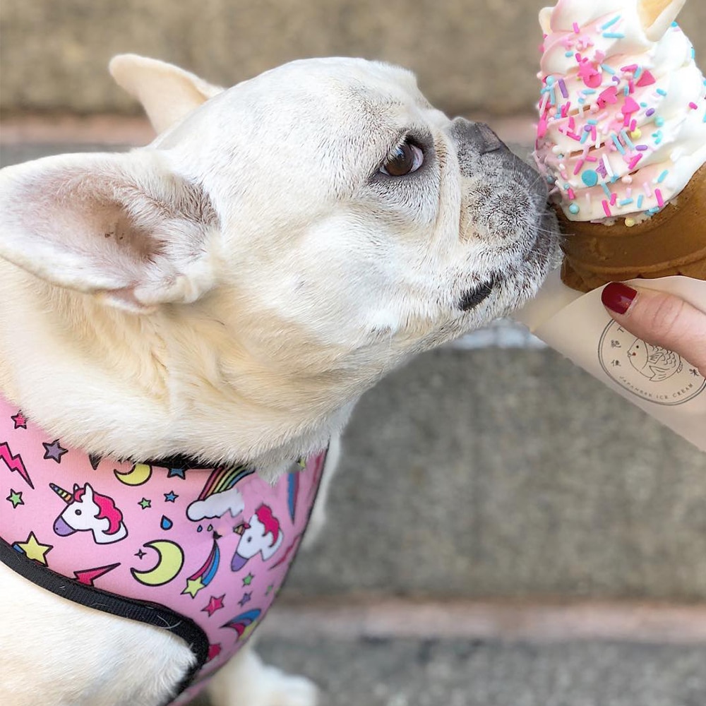 Unicorn Small Dog Harness No Pull Dog Vest Harness for Small Medium Dogs Breathable Pets Puppy French Bulldog Harness Leash Set