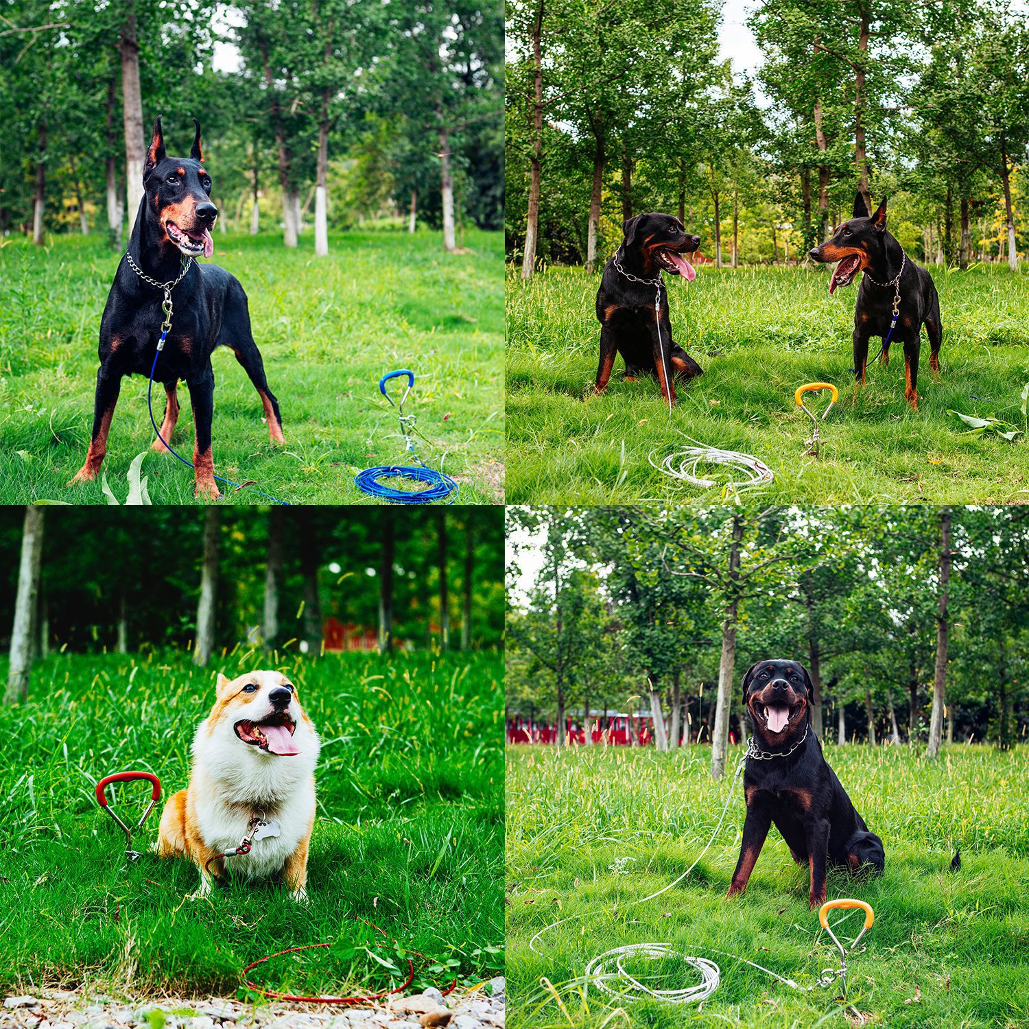 Steel Basics Tie-Out Cable and Fixed Pile Sets for Dogs Outdoor Thick Steel Wire Rope Belt for Large Dogs Training Chain Leashes