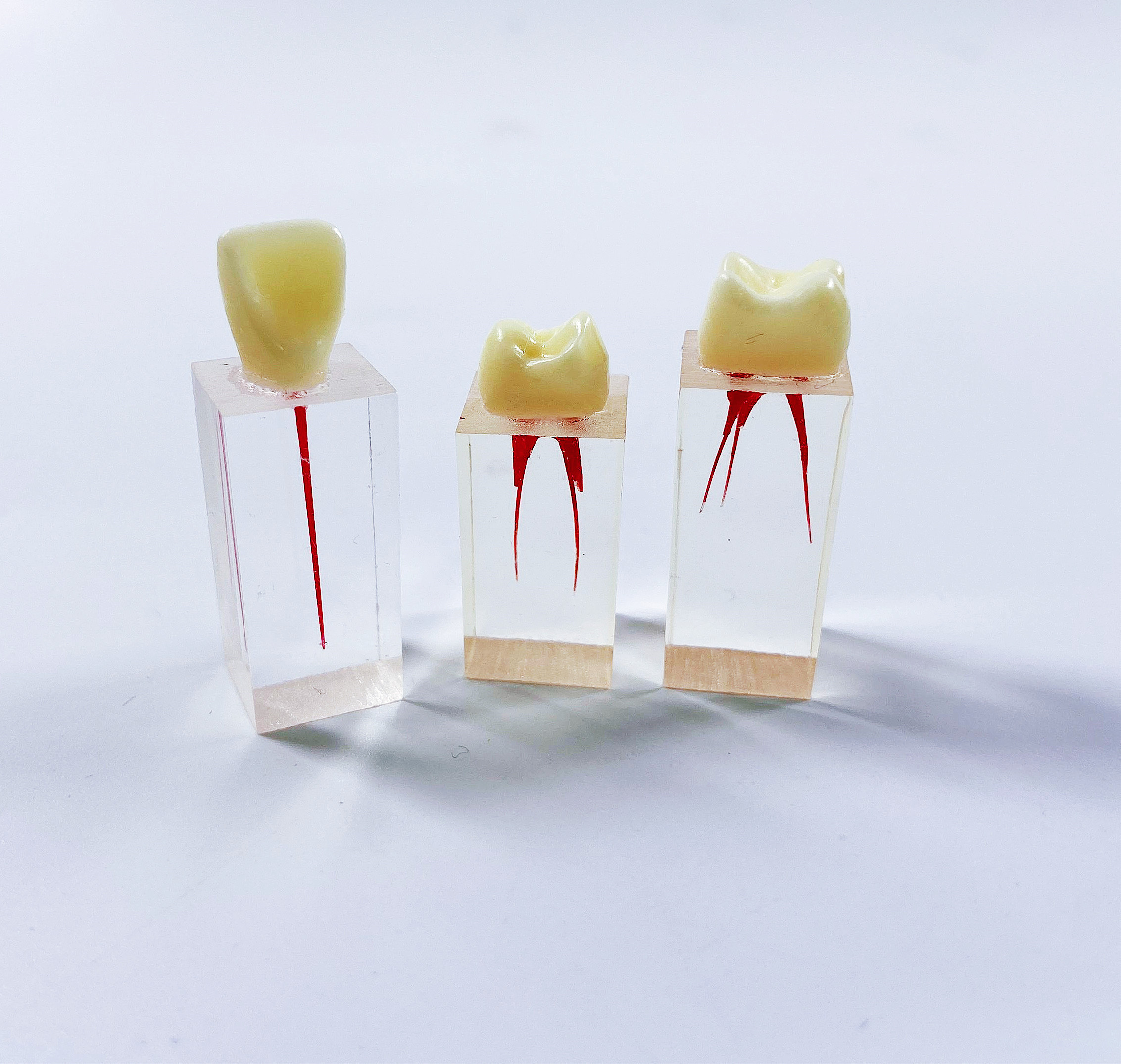 Dental Endo Training Block Endodontics Student Teaching Model Dentistry 3 Styles Practice Model