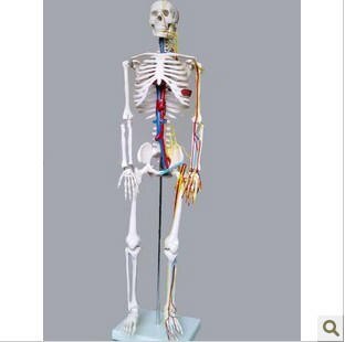 Standaard 85Cm Model Menselijk Skelet Model 85Cm Cytoskelet Model Met Hart En Wijnstok