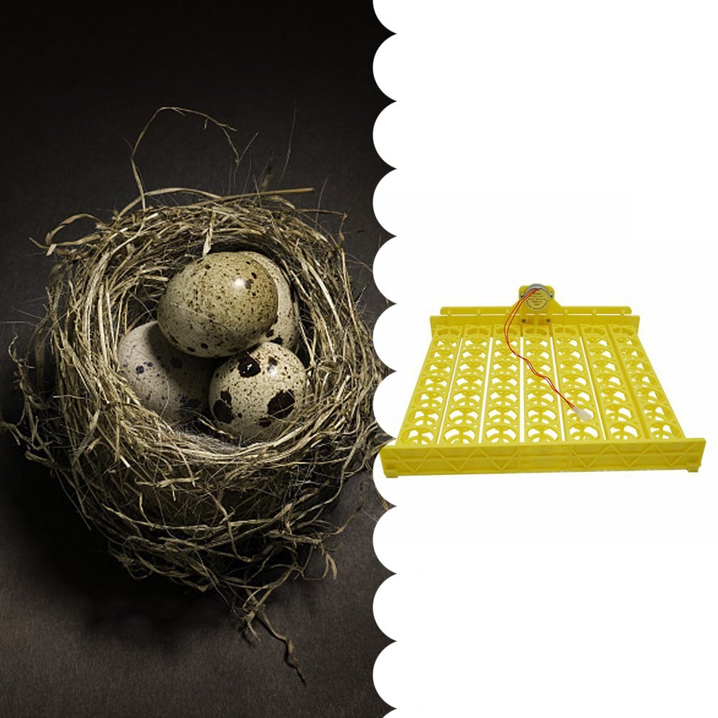 bird incubator hatching eggs