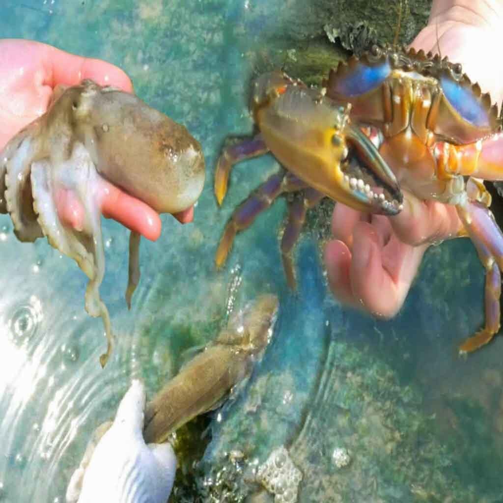 Reinforced Multi-function Clip Anti-slip Tool Clip Sea Crab Artifact Crab Tongs Shell Seafood Forks Kitchen Seafood Cooking Tool