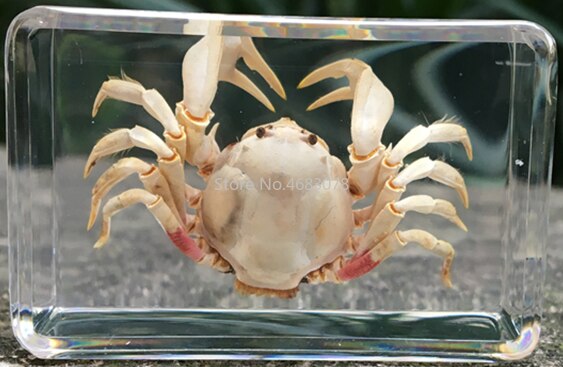 1 stk rejer krabbe prøve rød skørt fisk i klar harpiks pædagogisk udforske instrument skole undervisningsartikler 44 x 29 x 18mm: Flodkrabbe b