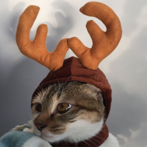 Xmas hat kæledyr hund kat jul hovedbeklædning jul elg rensdyr gevirer pandebånd hat tøj: Kaffe