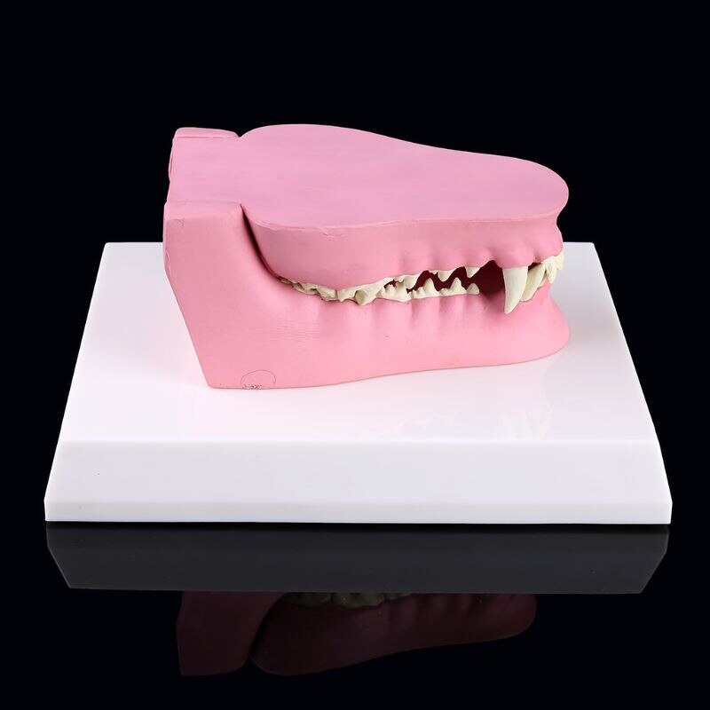 Modèle d'anatomie des dents de chien squelette Animal vétérinaire canin enseignement vétérinaire