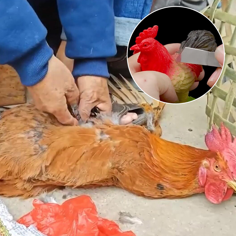 1 ensemble d'outils de casttration en acier inoxydable, grand poulet bébé poussin rapide, nouvel outil de casttration, couteau, outils de ferme de volaille
