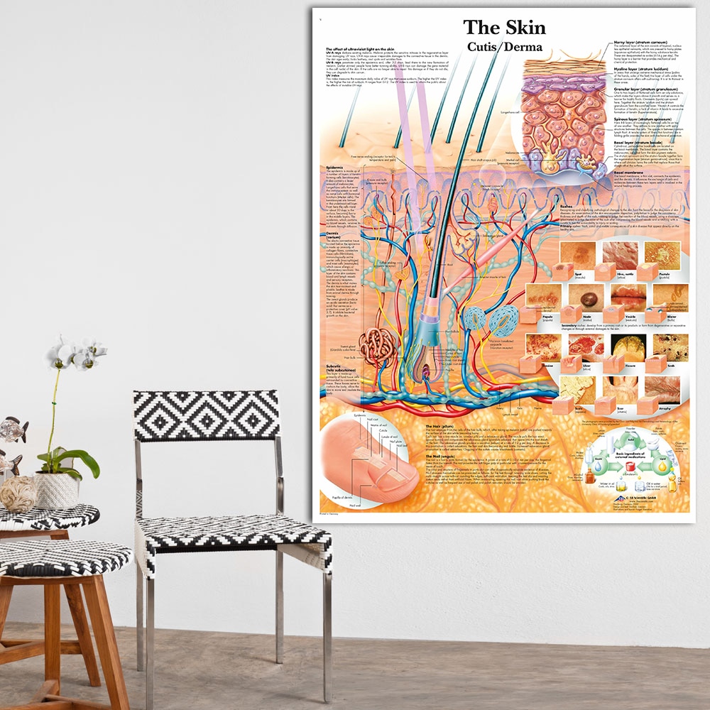 Anatomia rozcięcie skóry anatomiczne wykresy plakaty laminowany druk na płótnie zdjęcia do edukacji medycznej lekarz Home Decor