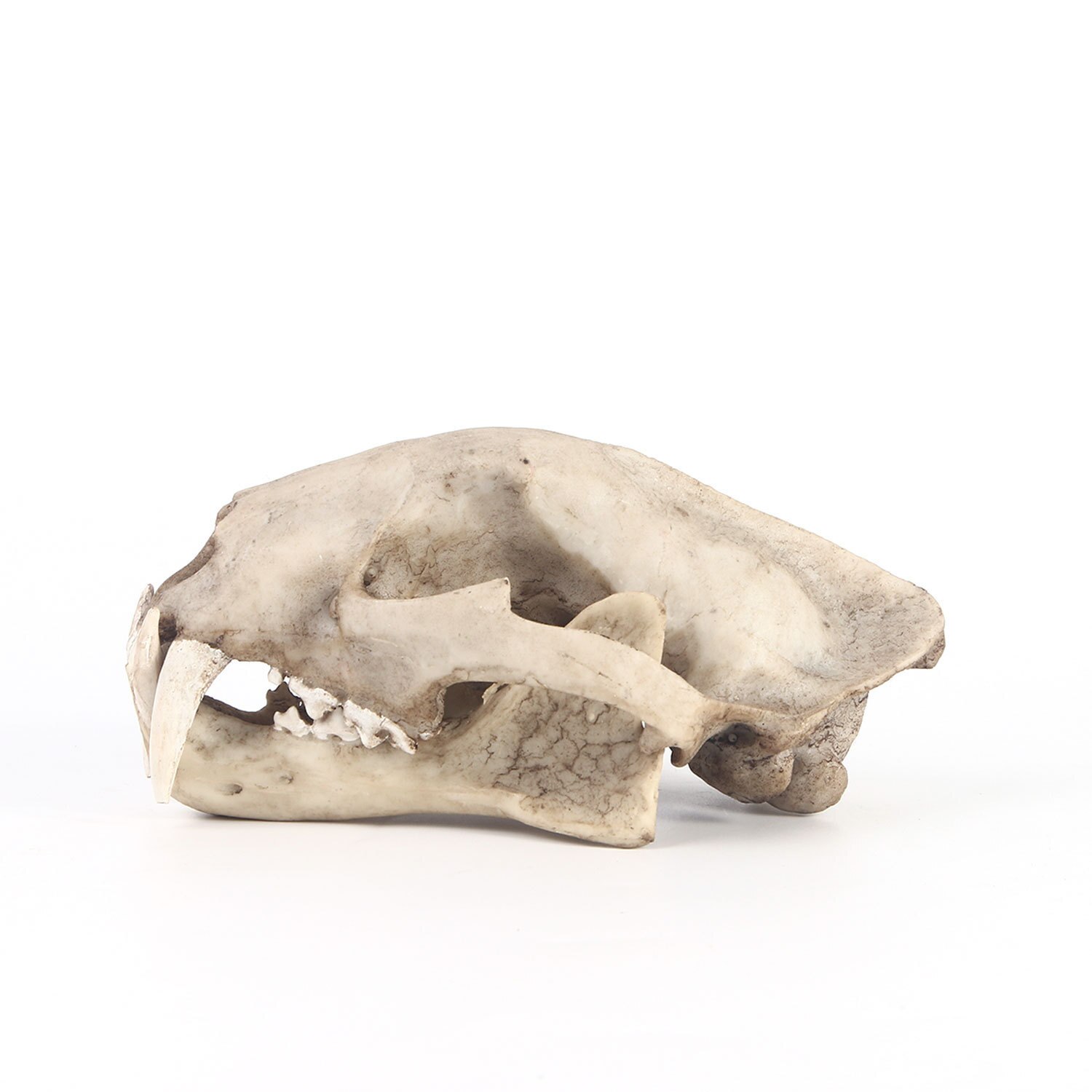 Żywica chmura lampart szkielet szkic praktyka nauczania w klasie akcesoria zwierząt Model czaszki