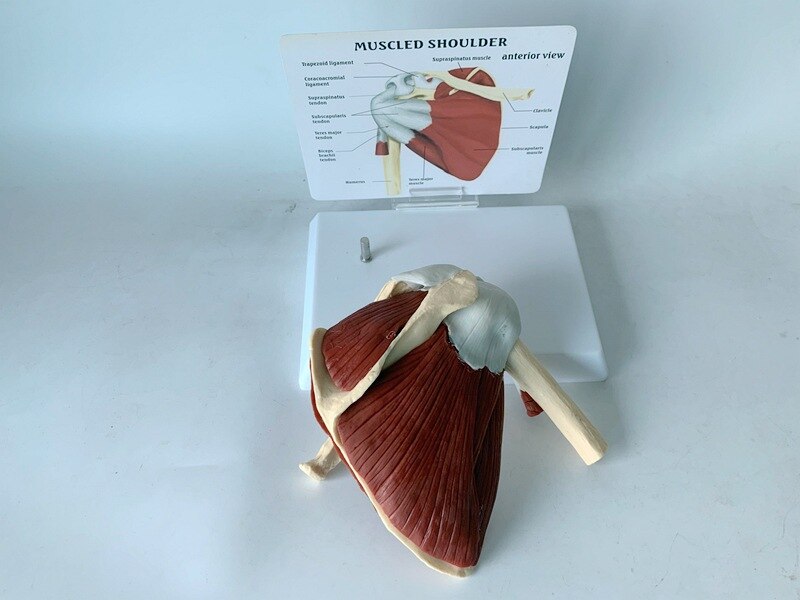 Schouderblad Claviculaire Spier Model Medische Leermiddelen Voor Functionele Ligament Van Skelet Gezamenlijke Van Menselijk Skelet