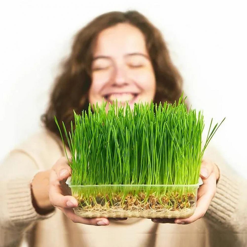 Maceta reutilizable para plantas de vivero, práctica, novedosa, ahorro de espacio, Visible, en patio para plantación, 1 Juego