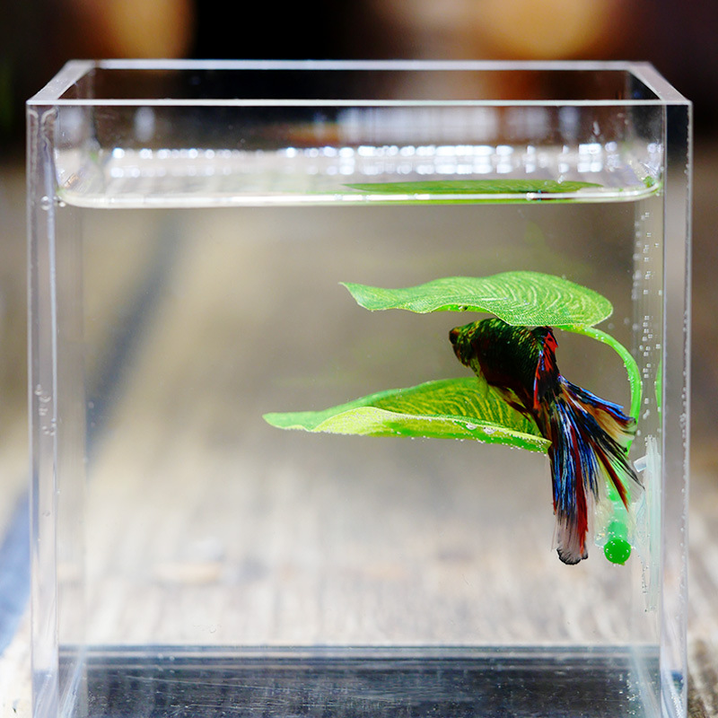 Betta vissen rusten in het aquarium, bladplanten decoratie, paaiplaats, sierplant, betta vissen spelen, ontspannen, kunstmatige schuilplaats, blad hangmat