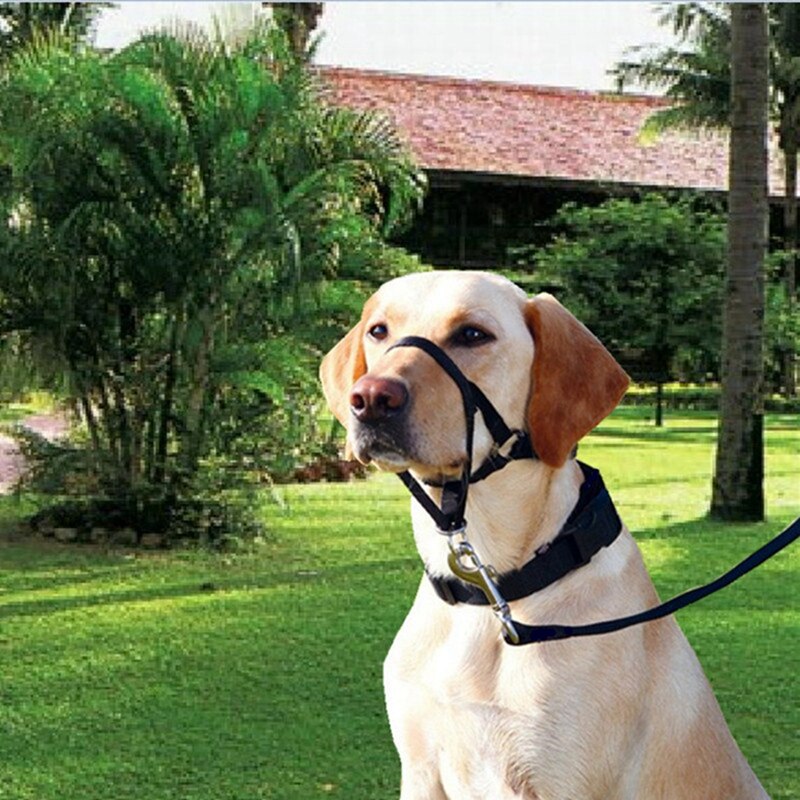 Hond Hond Gewatteerde Hoofd Kraag Zachte Halter Leiband Leider Stop Trekken Training Snuiten Gereedschap