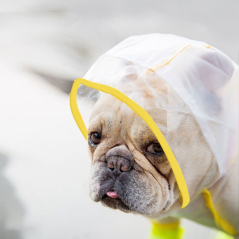 Imperméable fashion bouledogue français