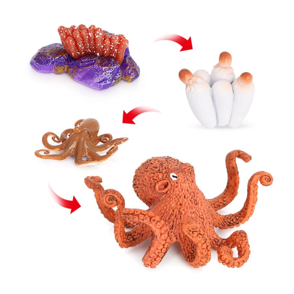 1 Set Life Cycle Kit Simulated Growing Model Early Educational Lovely Displaying Prop for Children Baby