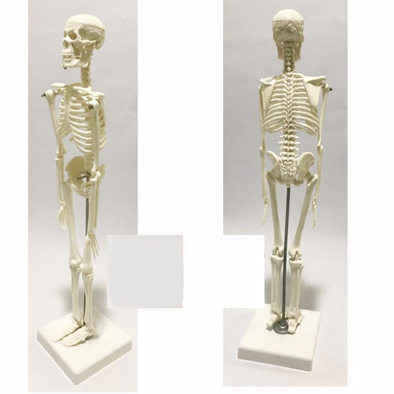 45cm Flexibele Medische Menselijk Anatomie Anatomisch Skelet Model Medische Leren Aid Middelen