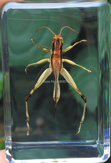 1piece Daphne Genkwa Specimen Grasshopper In Clear Resin Educational Explore Instrument School Teaching Supplies 44x29x18MM