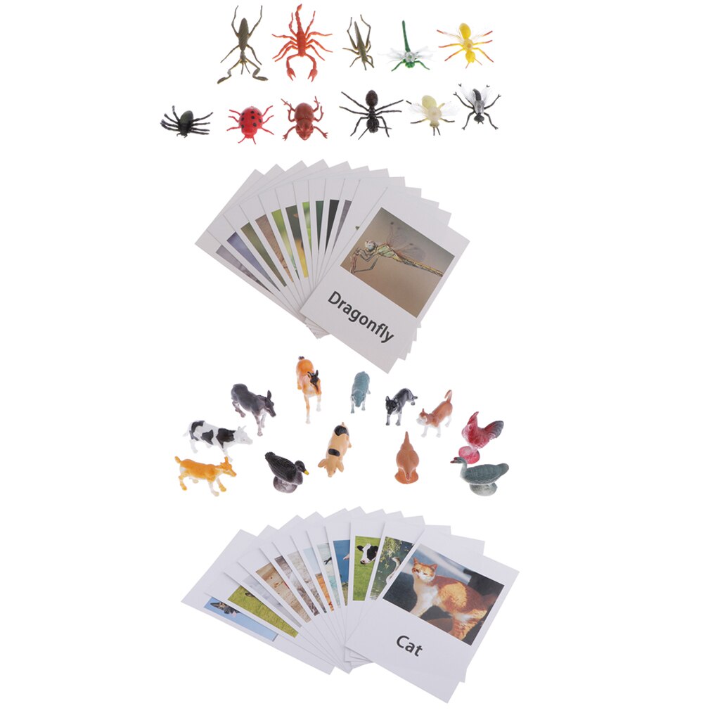 24Pcs Animals Model Card Homeschool Group Of Animals Science Naming Card A+C