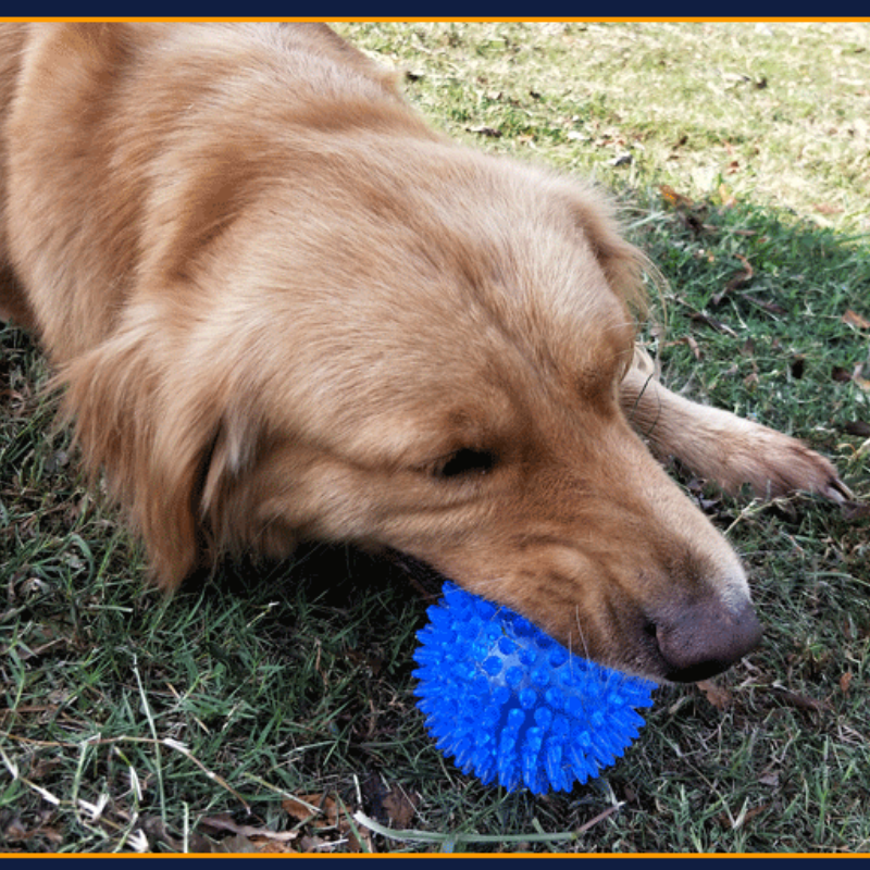 Balle de Massage lumineuse pour chien, jouet pour animaux de compagnie, coloré et doux