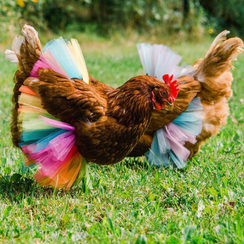 Disfraz de pollo, falda, tutú, decoración de gallina, Protector de plumas de aves de corral, vestido de Cosplay para Halloween, accesorios para