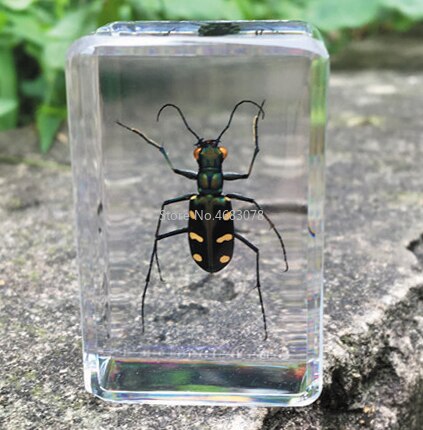1piece Daphne Genkwa Specimen Grasshopper In Clear Resin Educational Explore Instrument School Teaching Supplies 44x29x18MM: Cicindela aurulenta